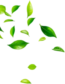 Above Footer Decorative Leaves